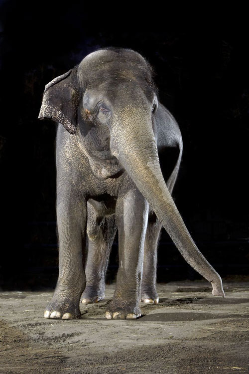 Rama, The Elephant who Paints