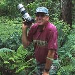 Our illustrious collaborator, famed Big Island native Hawaiian bird and natural history photographer and wildlife biologist, Jack Jeffrey, took this beautiful portrait of the ‘Alala on Olapa.  Jack knows the Big Island and has studied the island first hand for over 30 years.